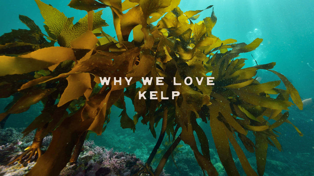 Why do we love kelp so much here at Kernowfornia Soul