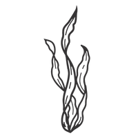 Supports Kelp Restoration